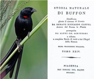 Storia naturale di Buffon – Tomo XXIV